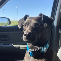 Animal Emergency And Referral Center