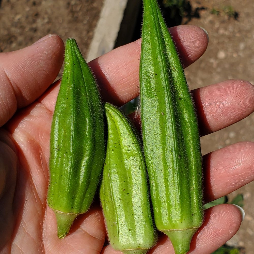 INTENTIONAL WELLBEING Fort Collins, Colorado Nutritionists Phone