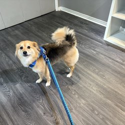 Tailspin Dog Spa - Fresh :)
