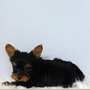 Photo of Yorkies of South Georgia