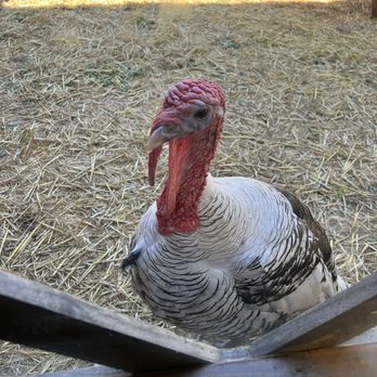 Three Chicks Feed, Seed & Cafe - Cafes Near Me - Texarkana, Arkansas Three Chicks Feed, Seed & Cafe - Cafes Near Me - Texarkana, Arkansas