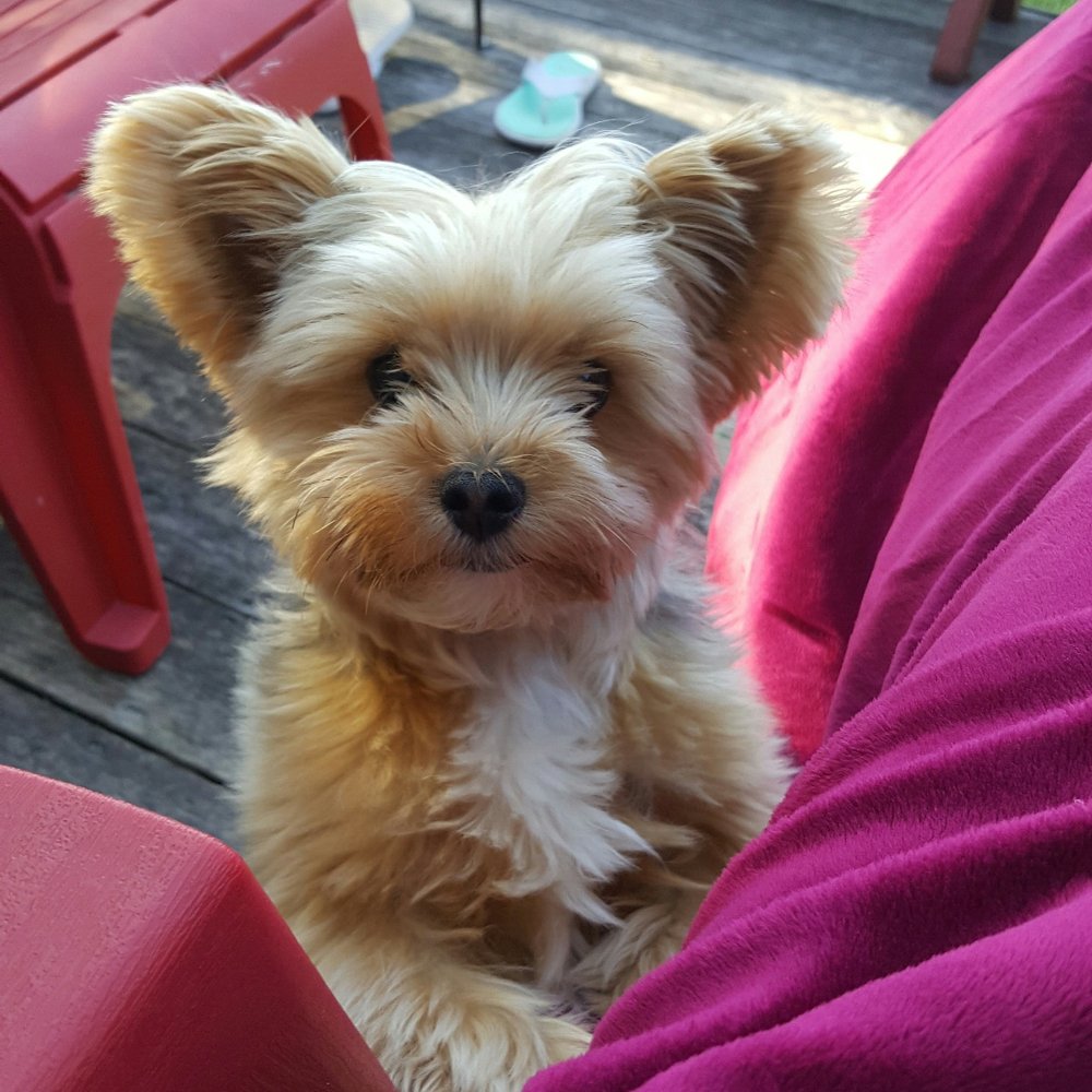 W B Yorkies & Biewers - Stunt Man Mike! - Pet Breeders Near Me - Elk River, Minnesota W B Yorkies & Biewers - Stunt Man Mike! - Pet Breeders Near Me - Elk River, Minnesota