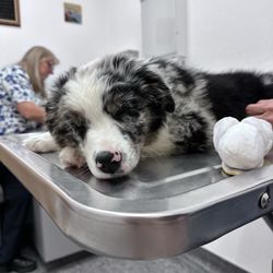 Central Animal Hospital - After a thorough exam, Kai was a bit tired.