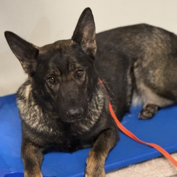 Baynine Dog Training - Now that she is trained she is well behaved and I can walk her without her pulling on the leash. - Pet Training Near Me Baynine Dog Training - Now that she is trained she is well behaved and I can walk her without her pulling on the leash. - Pet Training Near Me