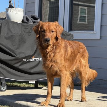 Dynamic Canine Solutions - Watson, a truly amazing Golden Retriever, living his best Texas life. - Pet Training Near Me