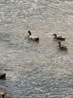 Bucks County Playhouse by null