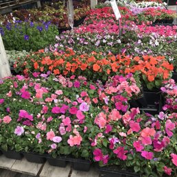 So many pretty flowers