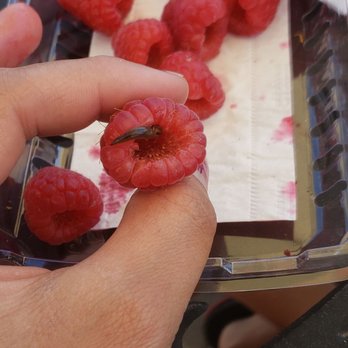 Mariano's - Bugs in raspberries that were buy one get one free - Grocery Near Me - Shorewood, Illinois Mariano's - Bugs in raspberries that were buy one get one free - Grocery Near Me - Shorewood, Illinois