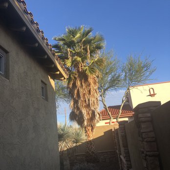 Arbor Care Tree Service - Palm needs trimming - Tree Services Near Me Arbor Care Tree Service - Palm needs trimming - Tree Services Near Me