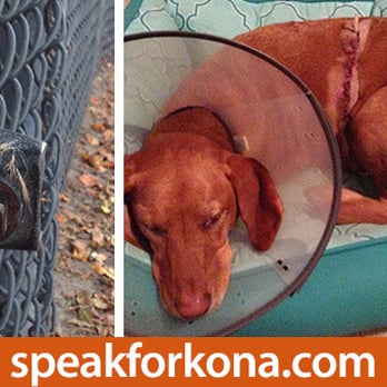 Barber Park - My dog Kona was severely injured by the Barber Dog Park fence on September 1, 2014. Please help us: speakforkona.com - Dog Parks Near Me - Orlando, Florida