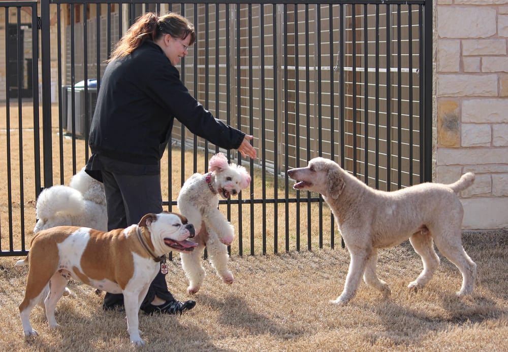 Photos of CASTLE CREEK PET RESORT & SPA Updated August 2024 22