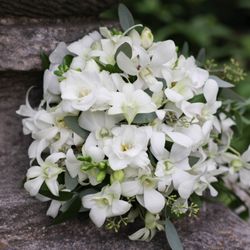 MilleFiori Florist, Ltd