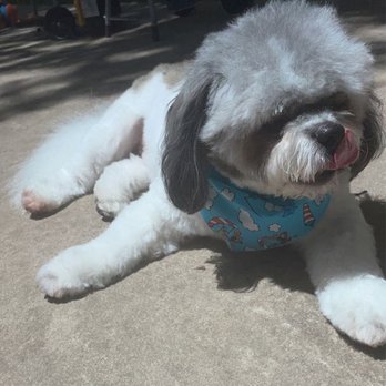 Planet Pet Spa - Pet Groomers Near Me - San Antonio, Texas Planet Pet Spa - Pet Groomers Near Me - San Antonio, Texas