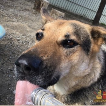 Pet Camp - Gotta hydrate! - Pet Training Near Me - San Francisco, California