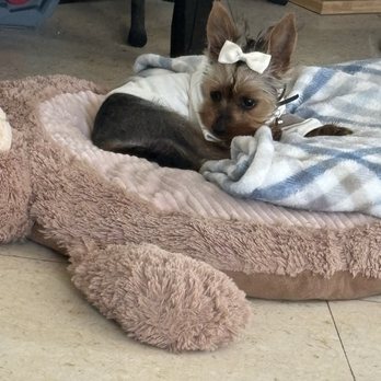 Paw Paw Pet Grooming - Pet Groomers Near Me - Upland, California