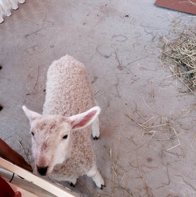 Garden of Eve Organic Farm by null