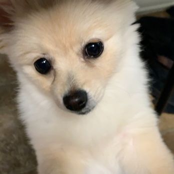 29 Paws Pet Grooming - Lilo after - Pet Groomers Near Me - Twentynine Palms, California