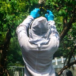 Kaptar Environmental Pest Control Services - Naperville - David at work removing a Hotnet Nest.