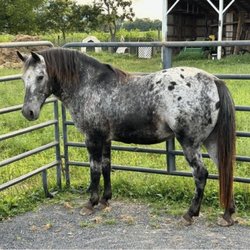 Wing and Wheel Farm