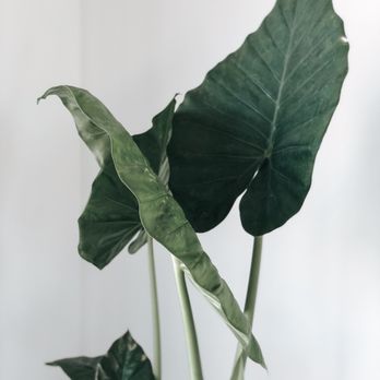 Coffee Code - Love this elephant ear plant - Coffee & Tea Near Me - Norwalk, California