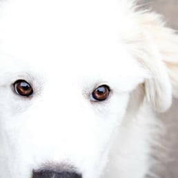Aspen fka Winter adopted by a fantastic young couple.