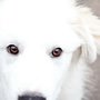 Photo of Austin Dog Rescue