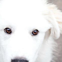 Austin Dog Rescue - Aspen fka Winter adopted by a fantastic young couple.