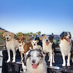 Calm Specialty Grooming - The crew: Maddie, Sadie, Lilly, Nova, Ryder, and Cash!