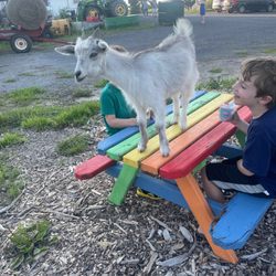 Country Belle Farms - Goat companion