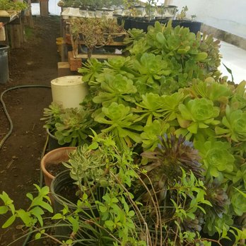 El Rancho Nursery - Succulents in the green house - Nurseries & Gardening Near Me - Vacaville, California