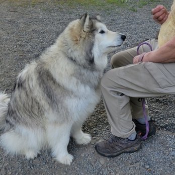 Pet Coach to the Rescue - Pet Training Near Me - Everett, Washington