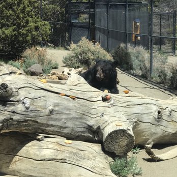 Animal Ark - Lunch time!!! - Zoos Near Me - Reno, Nevada