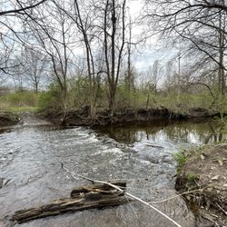 Lynn Park - Stream