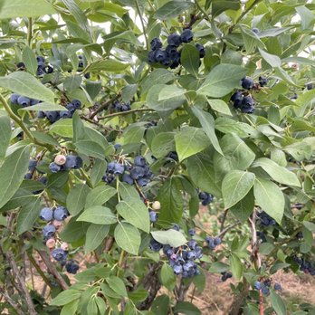Powder Blueberry Farm - CSA Near Me - Gresham, Oregon