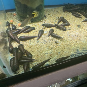 Aquarium Fish Depot - Local Fish Stores Near Me - San Diego, California Aquarium Fish Depot - Local Fish Stores Near Me - San Diego, California