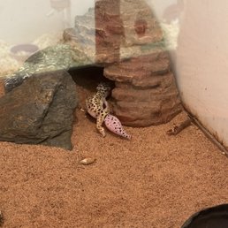 Gecko with swollen, red tail. Gecko with swollen, red tail.