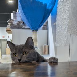 Ship Happens: Mailboxes & More - This is our Russian Blue, Lemon. She loves peeking out from our shipping area to see what's going on in the store.