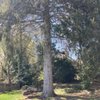 Hillside Nursery gift card