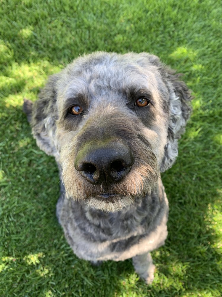 kirstie's dog walking service