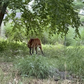 CONNECTICUT’S BEARDSLEY ZOO - Updated March 2026 - 432 Photos & 164 ...