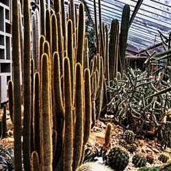 Botanischer Garten der Universität Hamburg - Botanischer Garten der Universität Hamburg: Kakteen