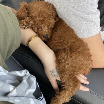 Puppy For Me - Very picky when finding a good spot to nap in the car! - Pet Breeders Near Me
