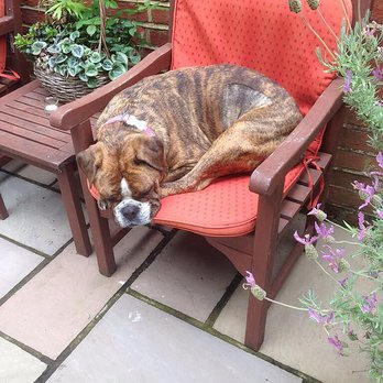 canine cottage boarding