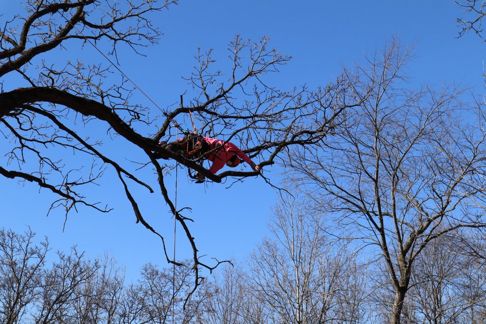 LundinTree - tree service in Madison, WI