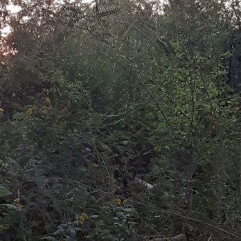 Dead Or Alive Tree Service - Before and after - Tree Services Near Me - Roanoke, Virginia Dead Or Alive Tree Service - Before and after - Tree Services Near Me - Roanoke, Virginia