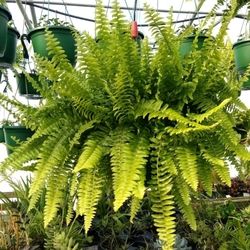 J & S Plant Farm