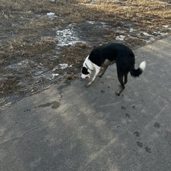 Safe Haven Pet Resort - Getting muddy!
