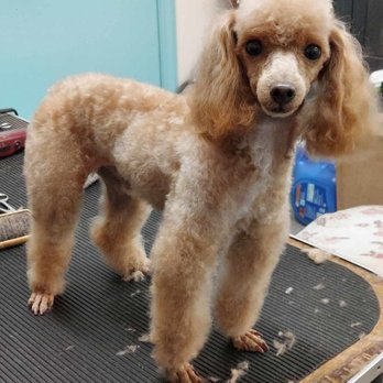 Dogs Only Grooming Service - Pet Groomers Near Me - Rocky Mount, North Carolina Dogs Only Grooming Service - Pet Groomers Near Me - Rocky Mount, North Carolina