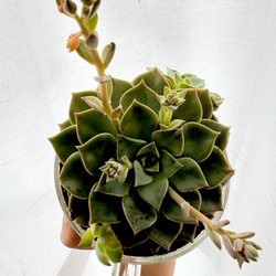 Sebago Plant Shop