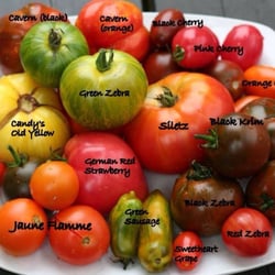 Stephen McClure, DMD - Tomatoes